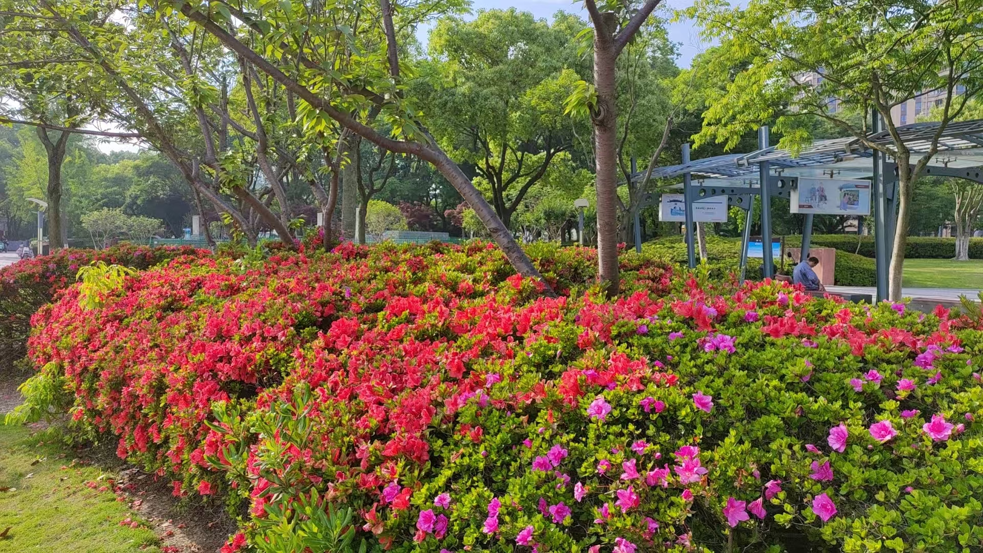 红花